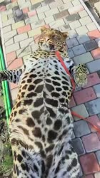 1600849570970.mp4