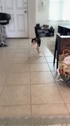 1756231064473.mp4