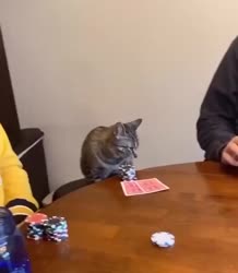 17561480999511.mp4