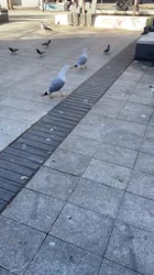 VID20250826155007564.mp4.mov