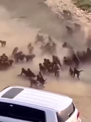 34346634.mp4