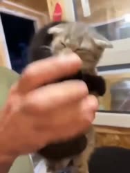ssstwitter.com1753951160889.mp4