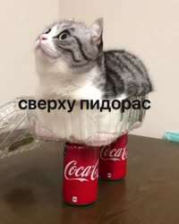 17562841839530s.jpg