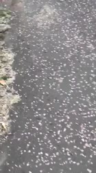 iFKR8DXawJkdTSv.mp4