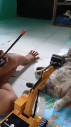 cat.mp4
