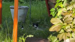 Перерыв на кота [3453439348].mp4