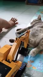 cat.mp4
