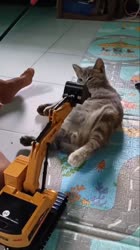 cat.mp4