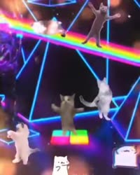 17564086823621.webm