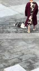 17564755248560.webm