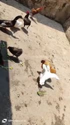 ejhexo4ws0f0d26m0480x854.mp4