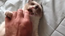 882027756-ezgif.com-optimize.gif.mp4