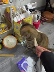 17560418677320.webm