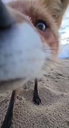 17558562987620.mp4