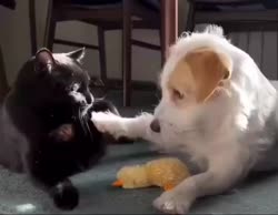 pttfkymis0f0d9m0720x560.mp4