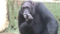 17140648988470.mp4