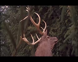 олень золотые рога.webm