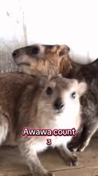 Top 10 AWAWAs 😲 #trending #cute #animals #funny #hyrax #wildlife #shorts #new #top10.mp4