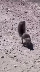 1716401723374.mp4