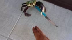 1736629173417.webm