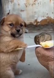 16968777955670.mp4