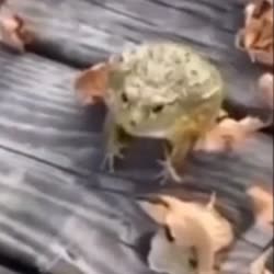 17549246963540.mp4