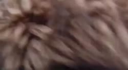 zdes.mp4