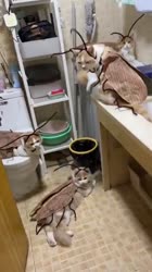 1756998692317.mp4