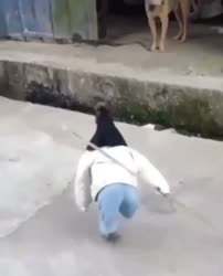 17481629032520.mp4
