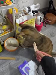 17560418677320.webm