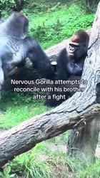Gorilla Brotherly Love!! [OXe9TNiN-A].webm