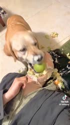 17571784793010.mp4