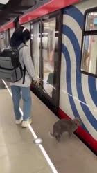 С КОТОМ В МЕТРО.mp4