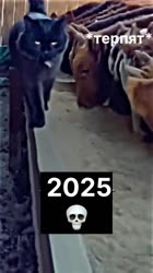 17571781517280.mp4