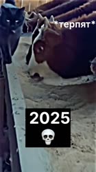17451297512480.mp4