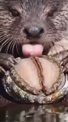 17572522428940.webm