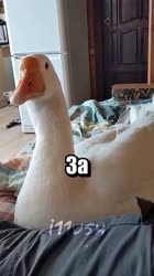 гусь.mp4