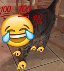 15441277838950.png