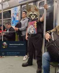 Енот.jpg