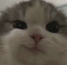 17565497768150.webp