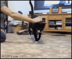 Kaqi5.gif