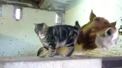 14698769486800.webm