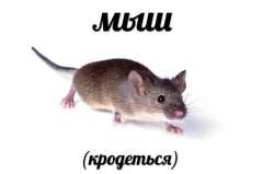 mouse.jpg