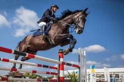 horse-29449671280.jpg
