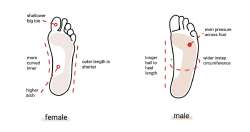 difference-between-men-and-womens-feet-mens-vs-female-graphic1200x.jpg