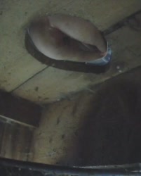 VID20250819073728285.mp4