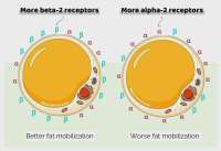 PAV2-alpha-2-and-beta-2-adrenoreceptors.webp