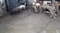 1750427392460.mp4