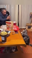 Кoты повторяют зa хозяевами.webm