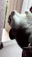 175527368617368523.mp4
